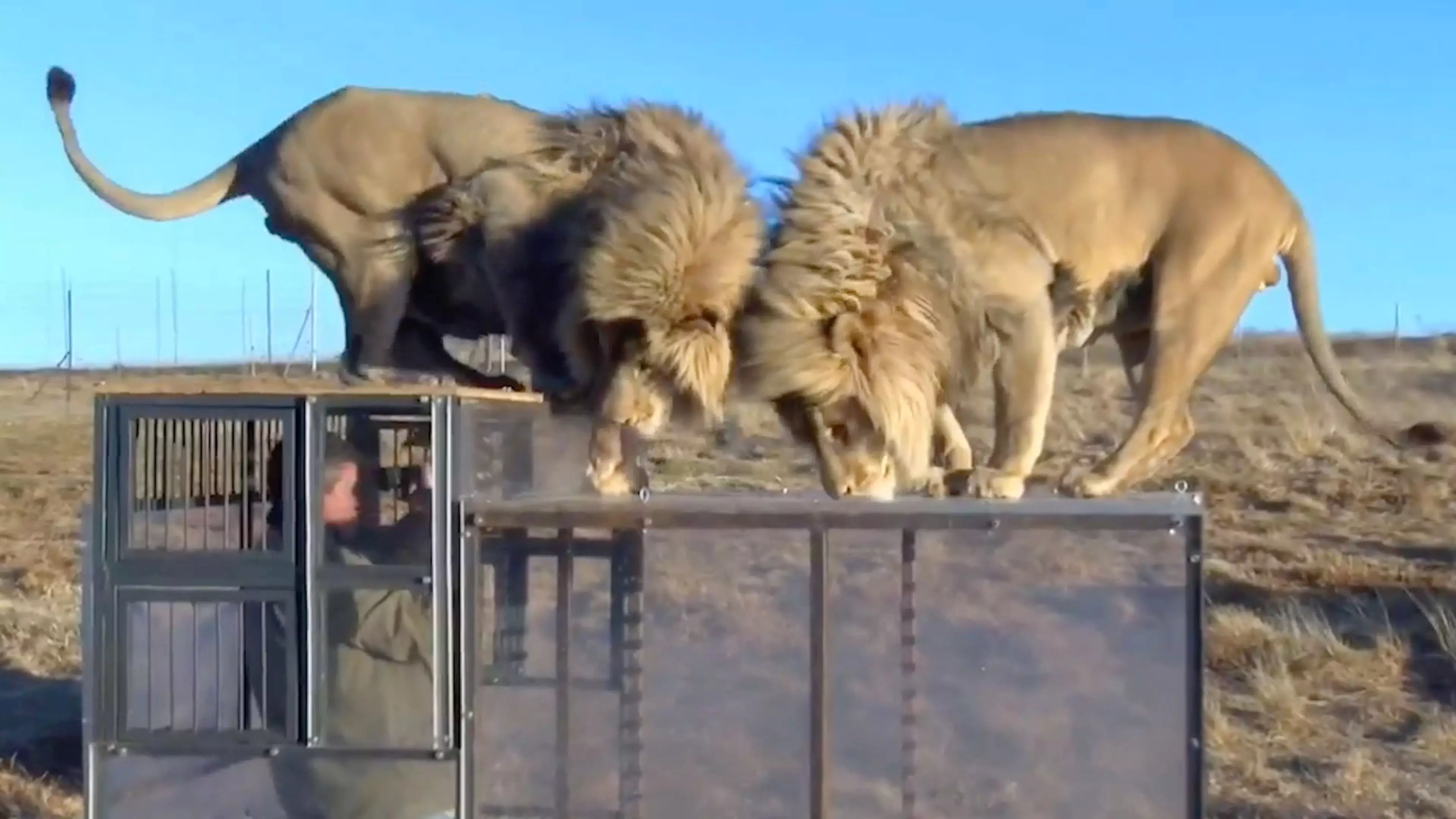 You Can Now Get Locked In A Cage In A Field Of Hungry Lions And Nope