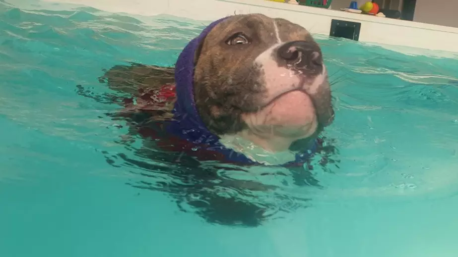 'Wonky' Puppy Is Taking Swimming Lessons To Get Her Back On Her Paws