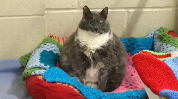 One Of Britain's Fattest Cats Is Looking For Her Fourth Home