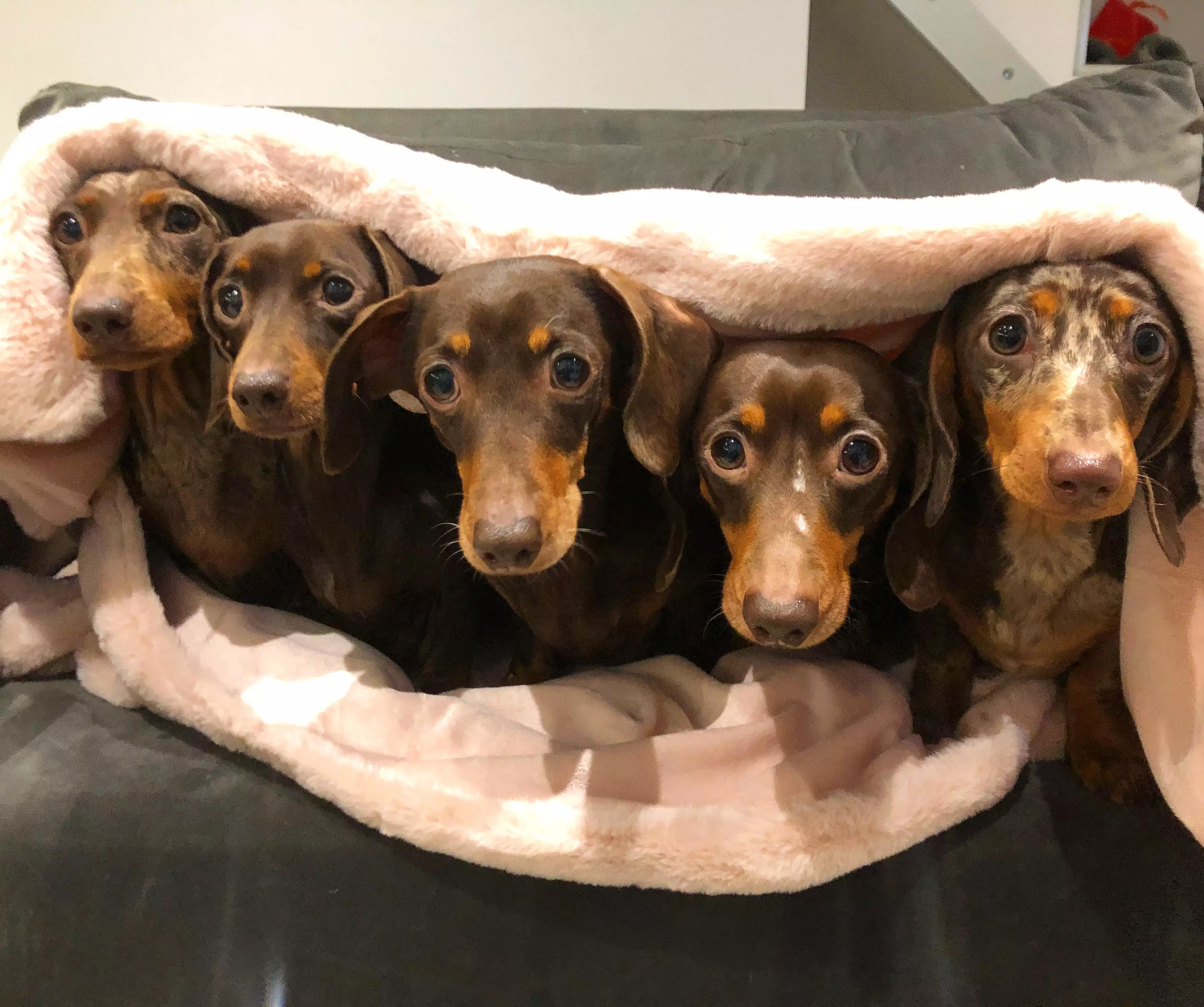 Harriet says she loves all five of her dogs equally (