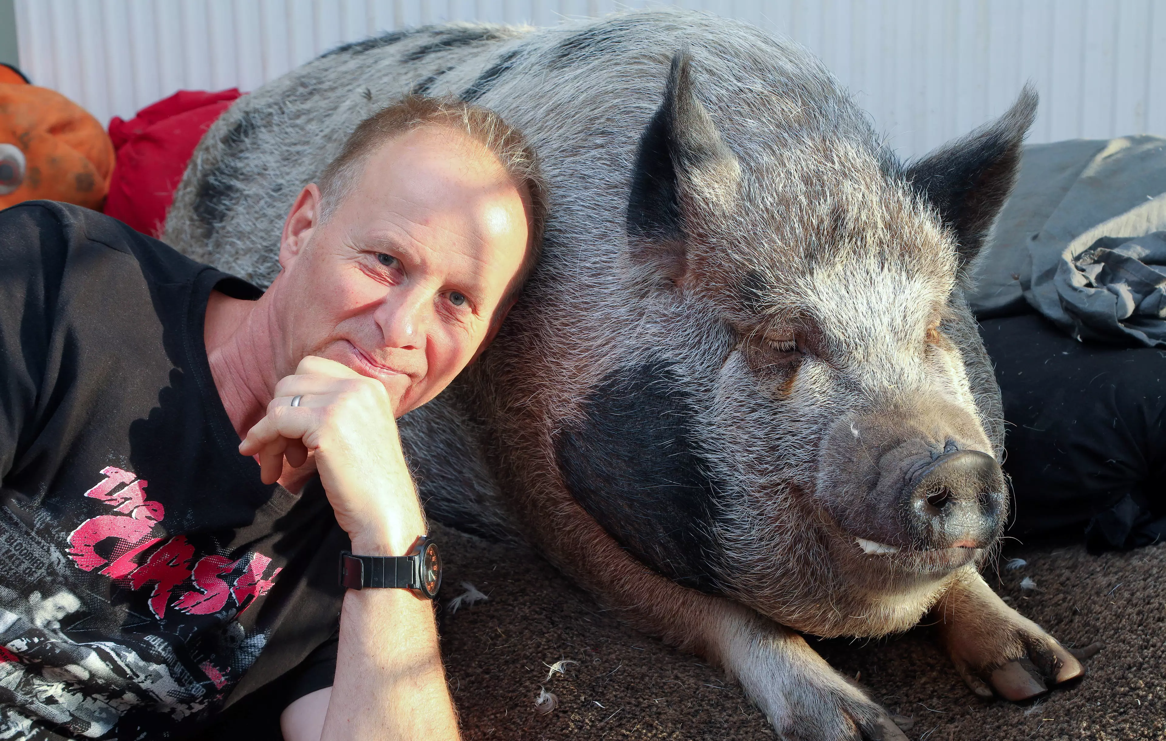Nigel with Grace the pig.