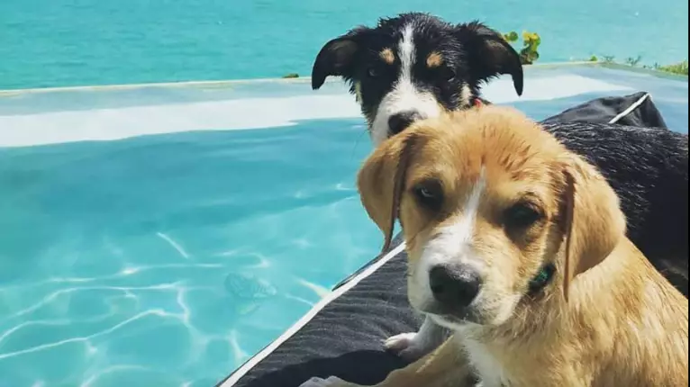 Caribbean Island Where You Can Play With Rescue Dogs Looks Like Heaven 