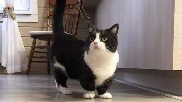 ​Cat With Incredibly Short Legs Becomes Instagram Star