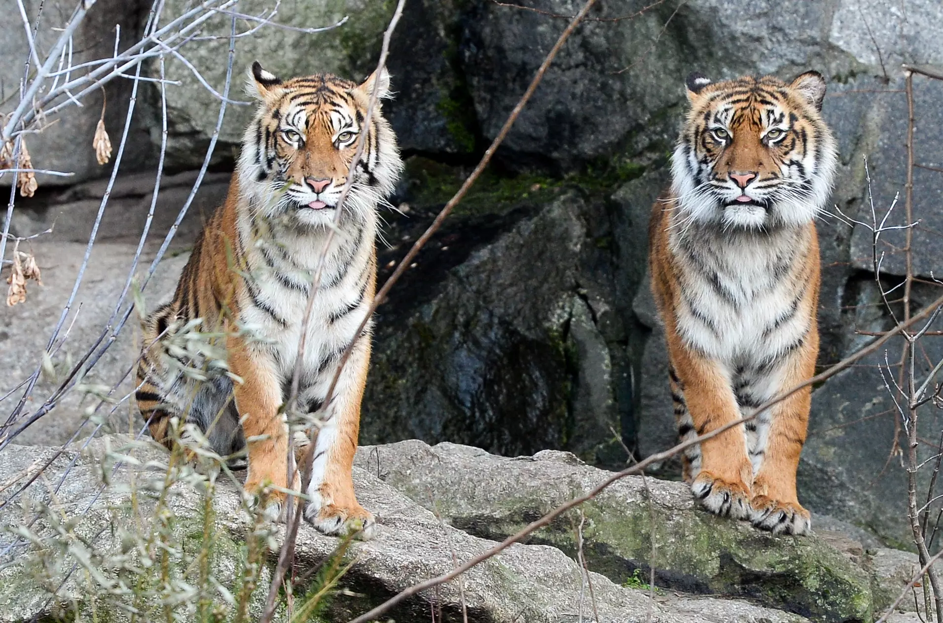 Stock image of two Sumatran tigers.