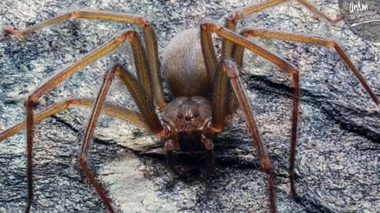 New Species Of Spider Discovered Which Can Rot Human Flesh With One Bite