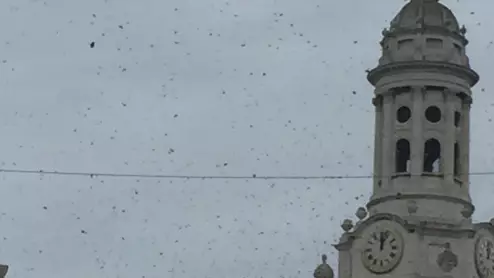 Bee-zarre: Huge Swarm Of Bees Hits London And Brings Traffic To A Standstill