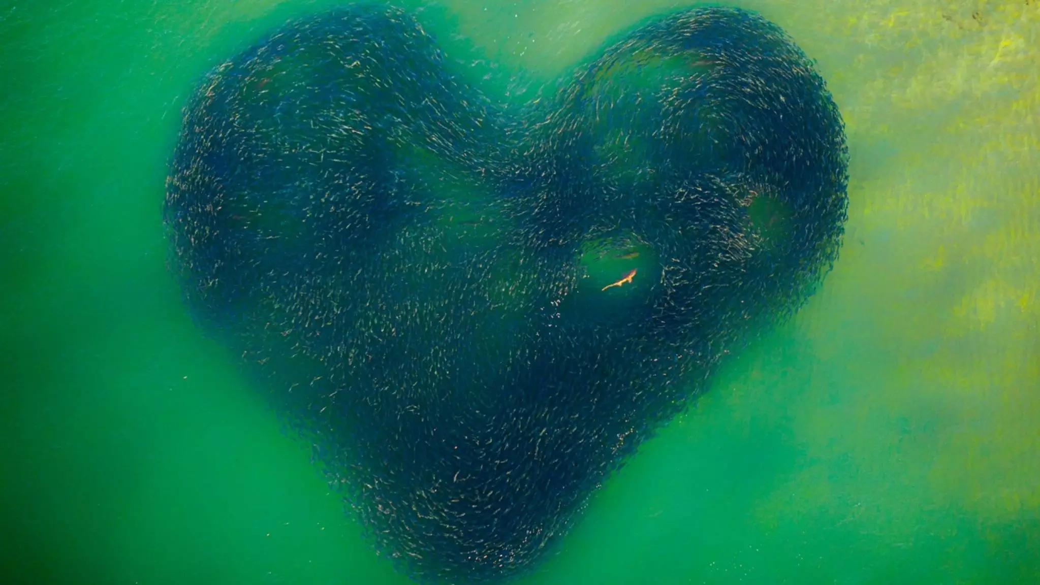 Incredible Photo Of Shark In Heart-Shaped School Of Fish Wins Photography Prize