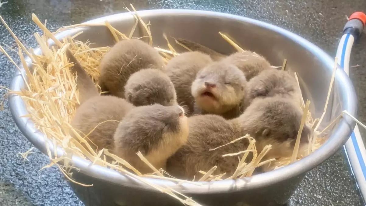 Five New Otter Pups Have Been Born At Auckland Zoo