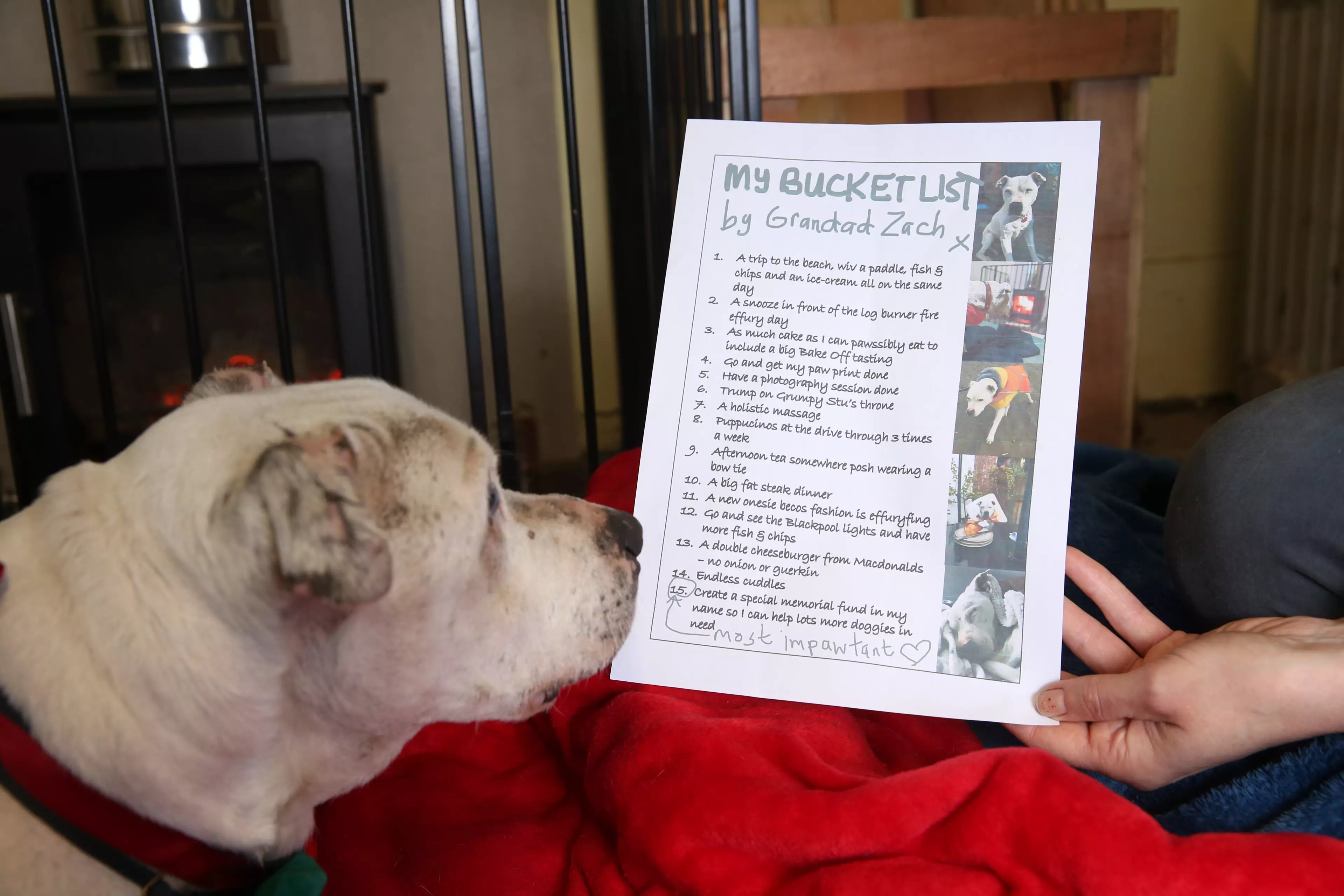 Doggo Zach, 16, is slowly completing his bucket list (