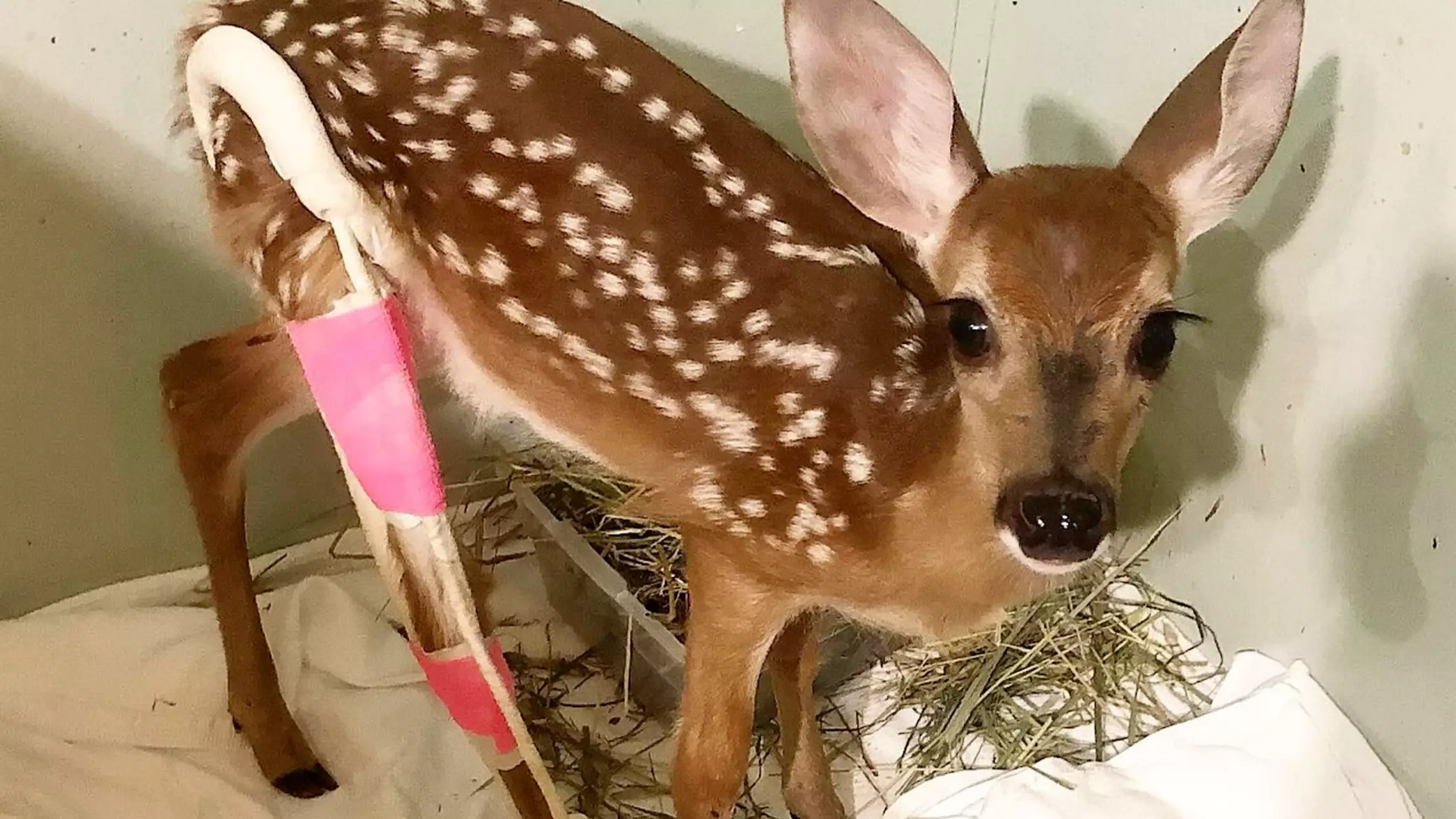 Adorable Baby Deer Sports Bright Pink Cast After Breaking Leg