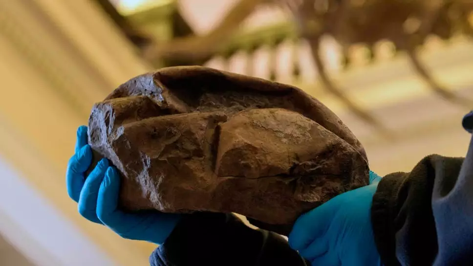 Giant Fossil Found In Antarctica Believed To Be A Mosasaur Egg