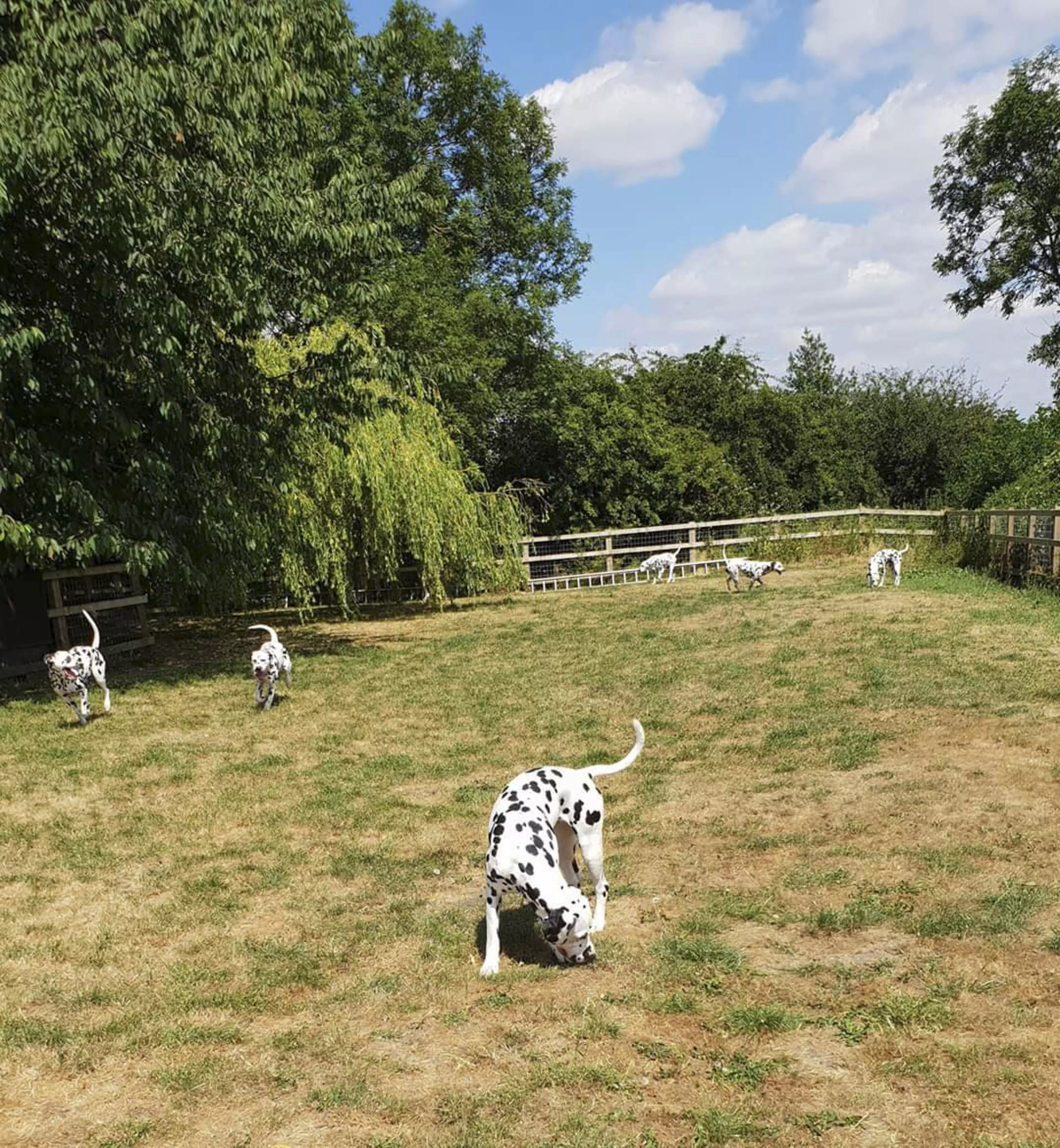 Louise already had nine Dalmatians, which roam her home in Preston, Lancs (