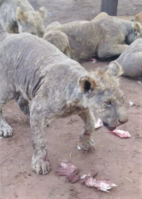 The lions were found in filthy conditions.