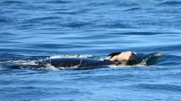 Killer Whale Pushes Around Her Dead Calf For Days