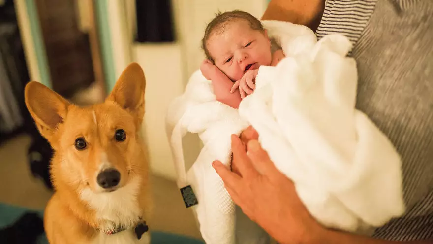 Faithful Dog Stays By His Human's Side As She Gives Birth