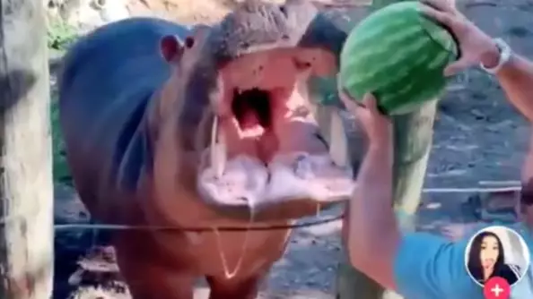 Couple Reveal Gender Of Unborn Baby By Throwing Watermelon Into Hippo's Mouth