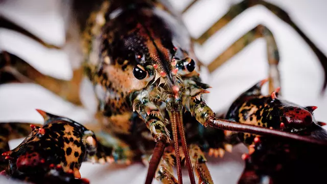 Giant 10kg Lobster Surprises Airport Security During Luggage Inspection