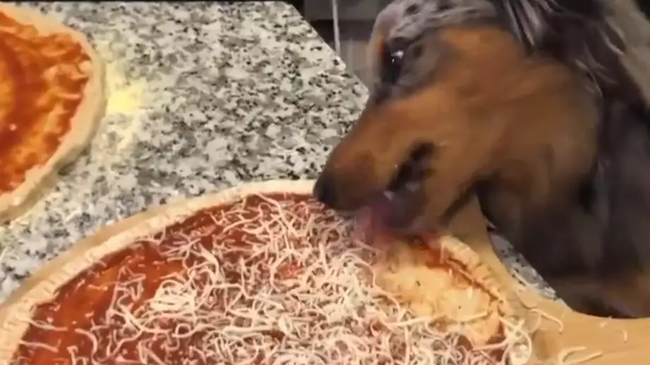​People Are Disgusted By Viral Clip Of Dog Licking Its Owners’ Pizza