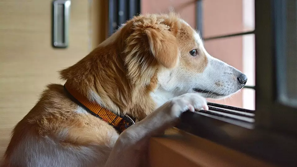 Aussies Warned Their Dogs Will Experience Separation Anxiety When You Return To The Office