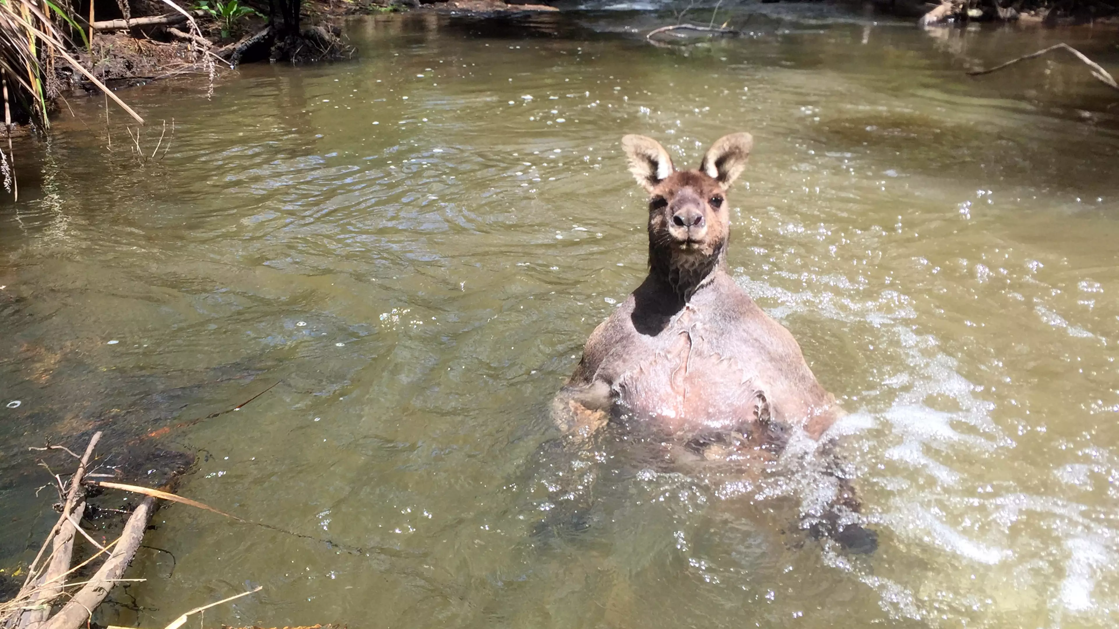 Nobody Is Messing With This Hench-As-F**k Kangaroo 