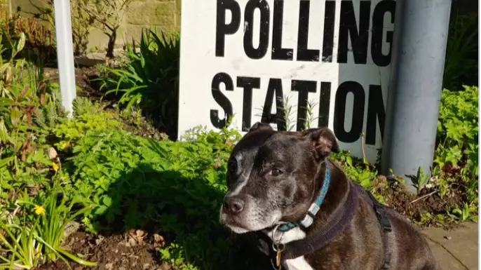 Dogs At Polling Stations Returns For Another Year