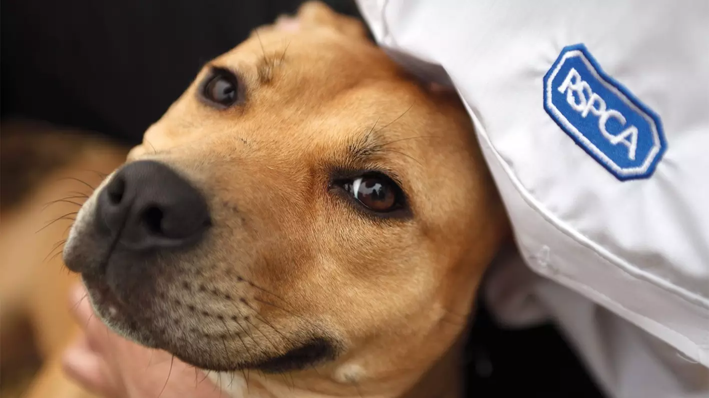 The RSPCA Receives A Call For Help Every 30 Seconds