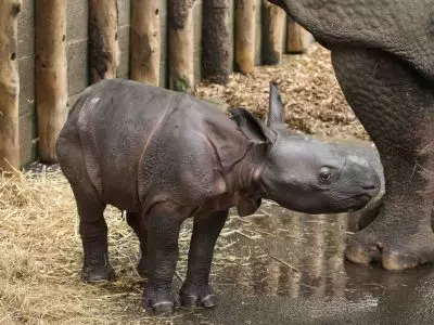 The new rhino is the first to be born in the safari park in its 47-year history (