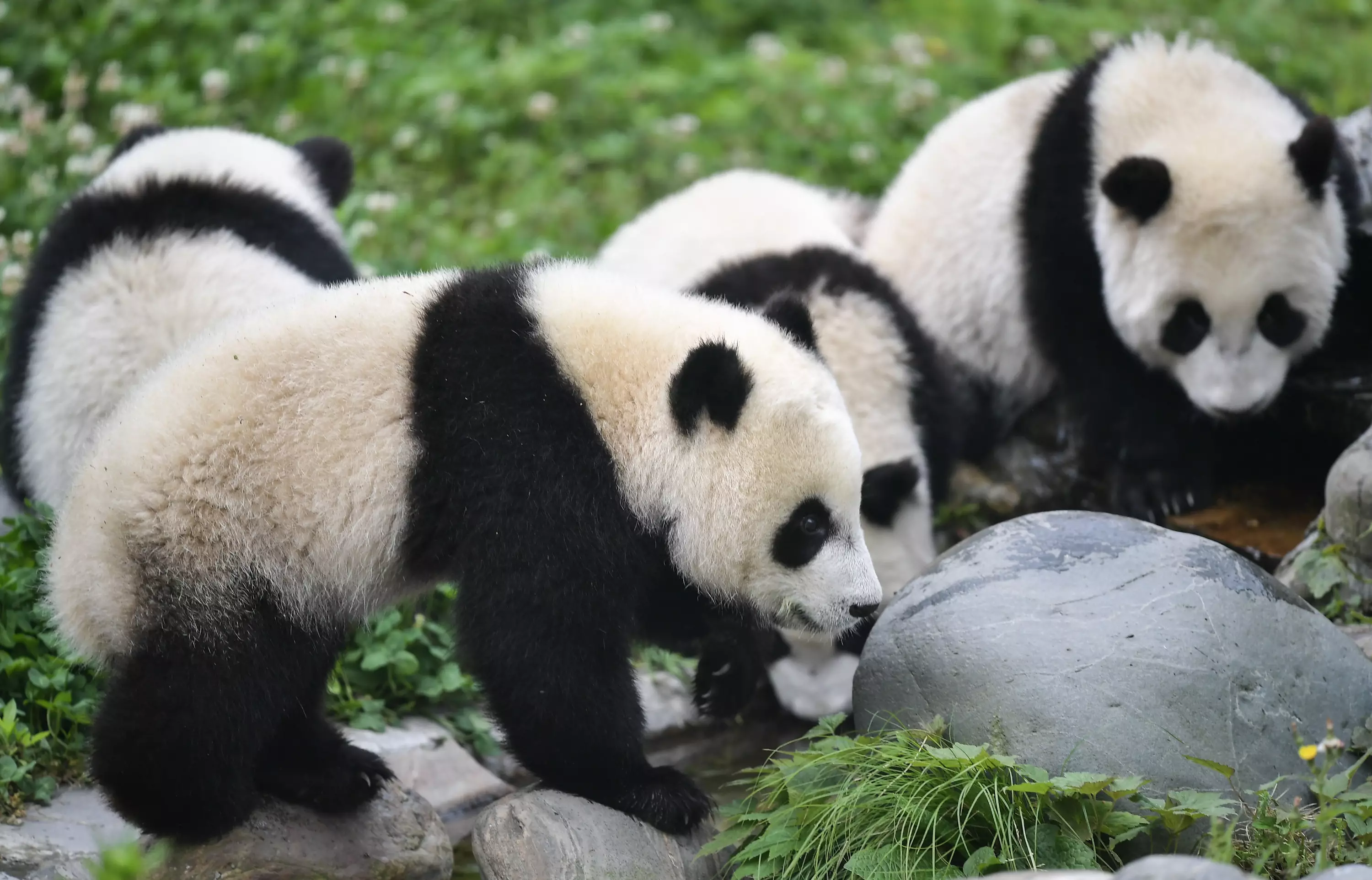 Some of the other pandas in Wolong Nature Reserve.