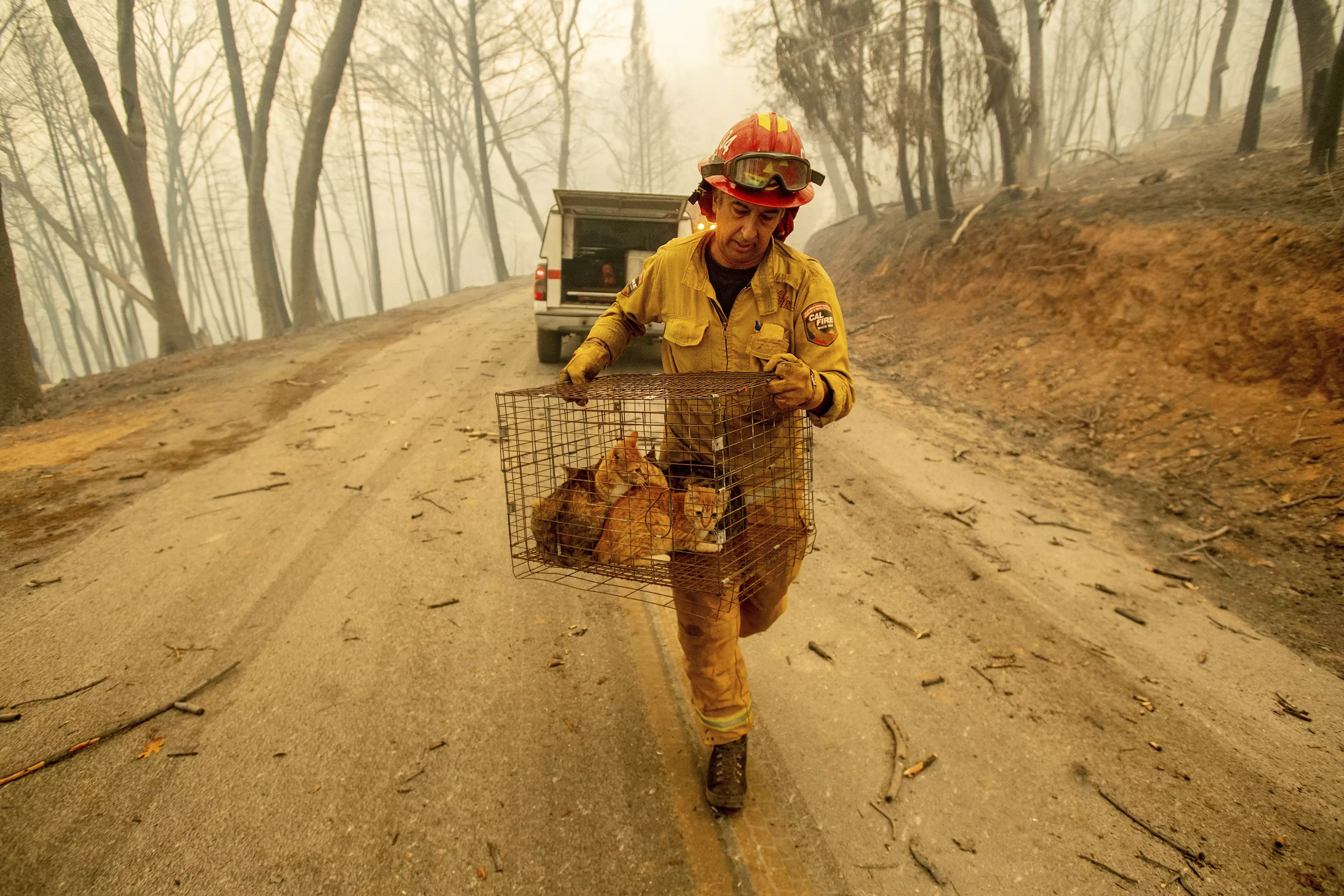 Capt. Steve Millosovich carries a cage of cats while battling the Camp Fire in Big Bend.