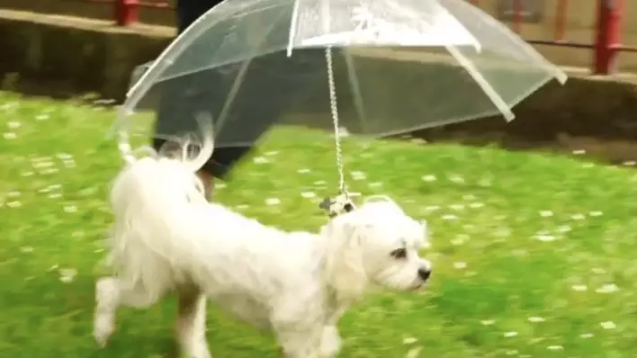 This Dog Umbrella Is The Stuff Of Dog Owner Dreams