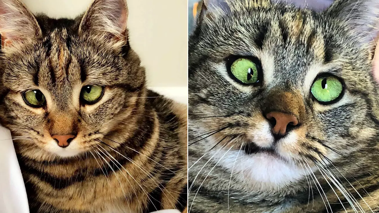 Everyone's Obsessed With This Adorable Cross-Eyed Cat