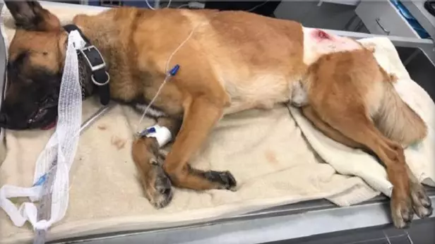 Hero Police Dog Who Took A Bullet Meant For An Officer Returns Home