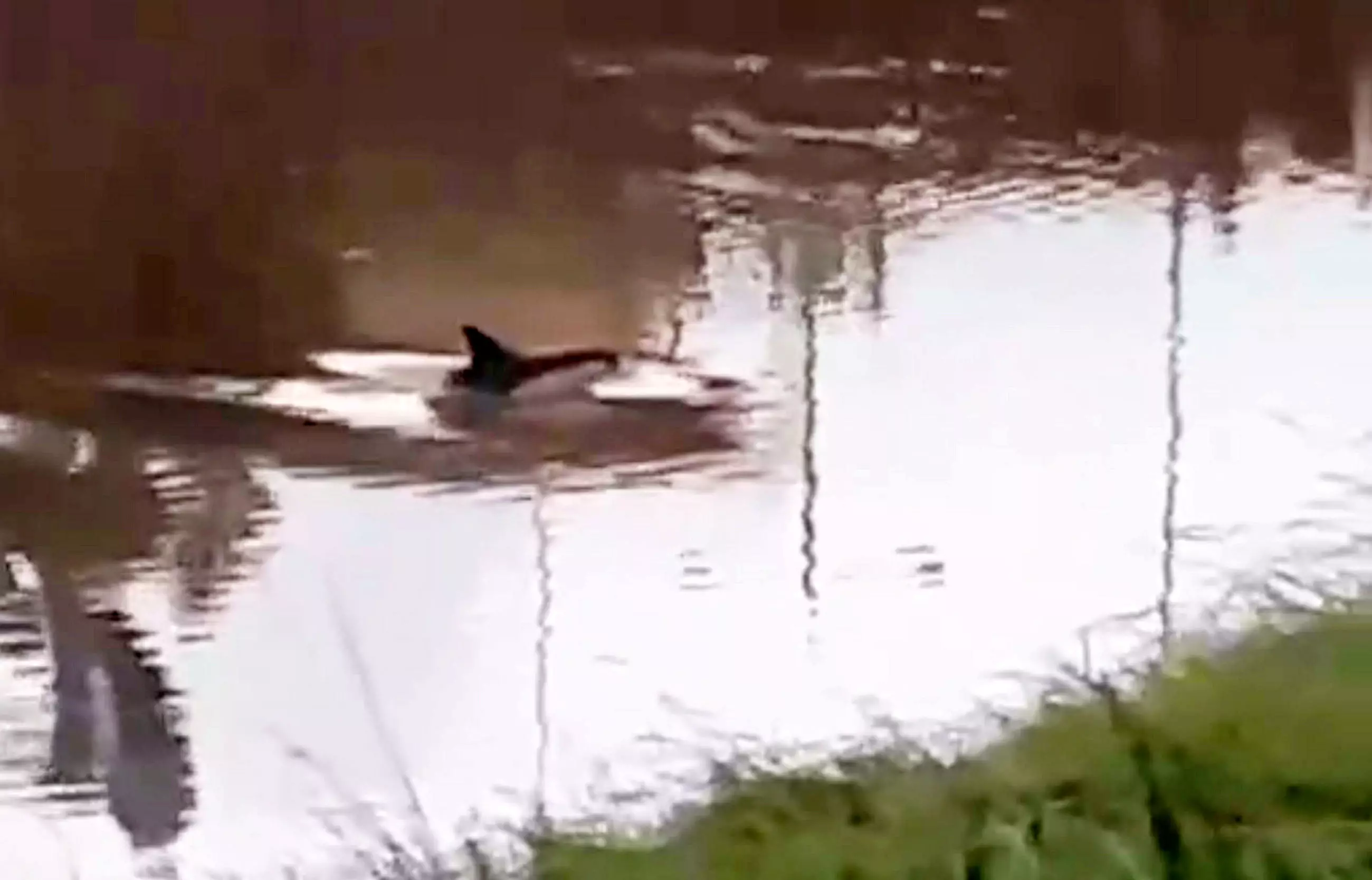 The dolphin was spotted in a river in Cambridgeshire.