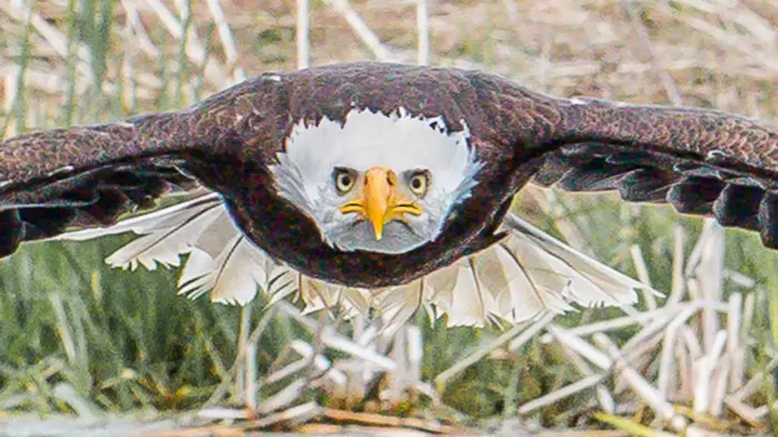 Eagle Stares Directly Down Lens Of Camera In Perfect Photo