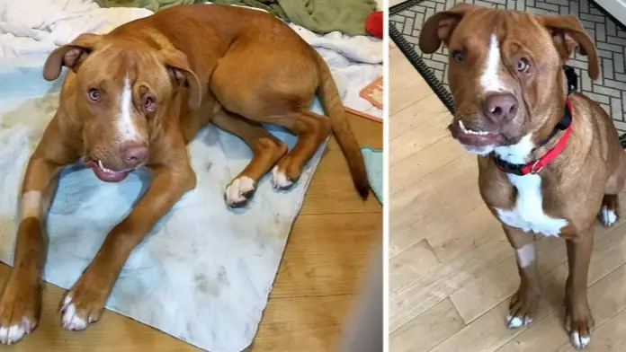 Wonky Faced Dog Finds A New Home For Christmas