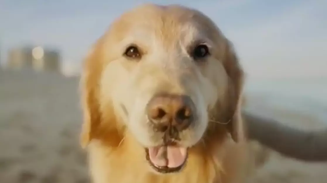 WeatherTech CEO David MacNeil​ Creates $6 Million Super Bowl Ad About His Dog