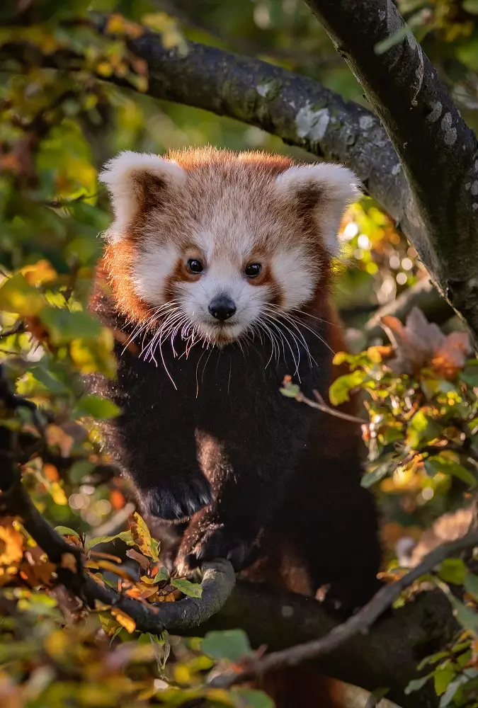 Chester Zoo's Red panda cubs have been spotted emerging from their den for the first time. (