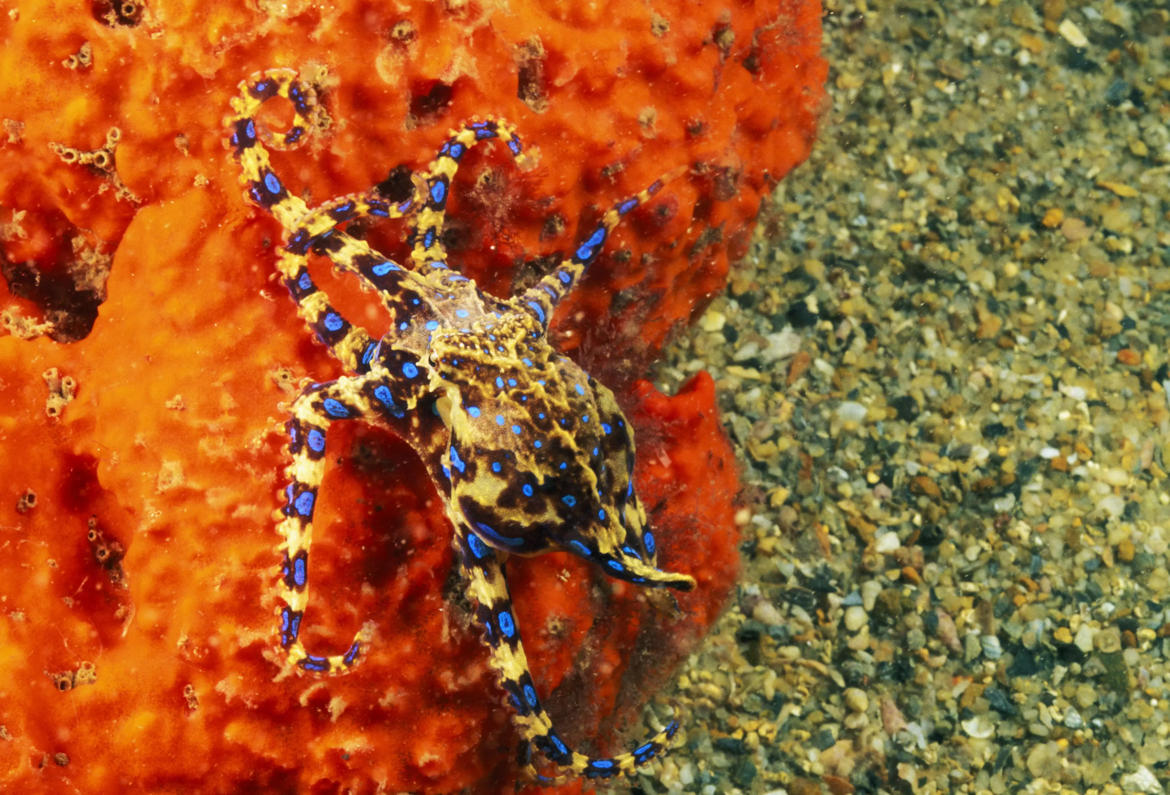 A highly venomous blue-ringed octopus.