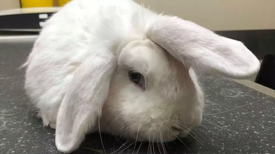 RSPCA Launches Christmas Appeal To Find Home For 'Unicorn' Rabbit 
