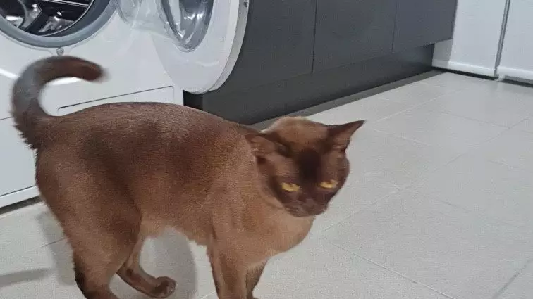 Cat Survives After Getting Stuck In Washing Machine For 12 Minute Cycle