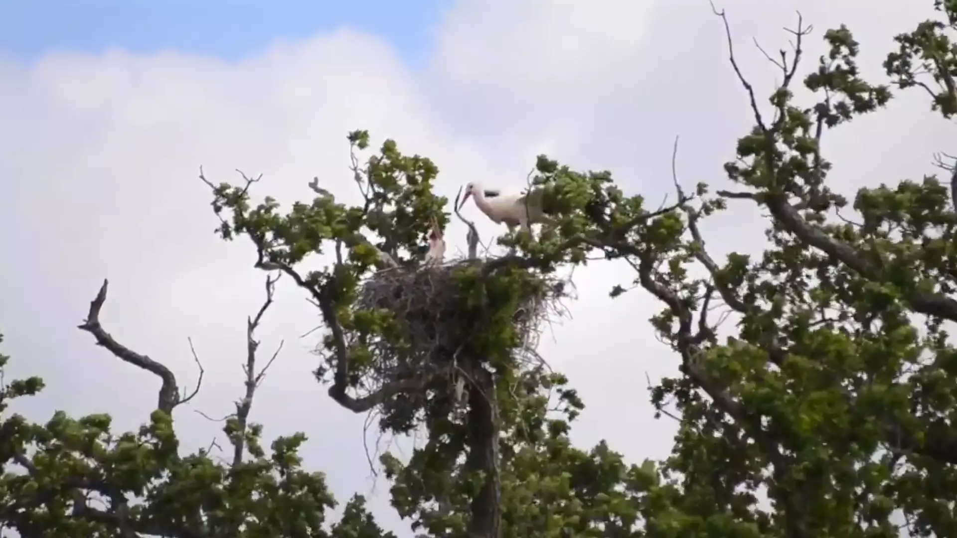Wild White Stork Chicks Hatch In UK For The First Time In 600 Years