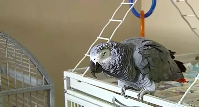 Parrot Who Allegedly Witnessed A Murder Can't Stop Muttering The Same Three Words