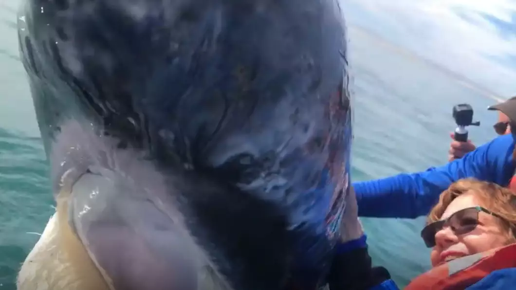 Amazing Moment Giant Grey Whale Plays With Boat And Its Passengers