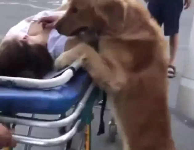 A dog refused to leave his owner's side when she collapsed.