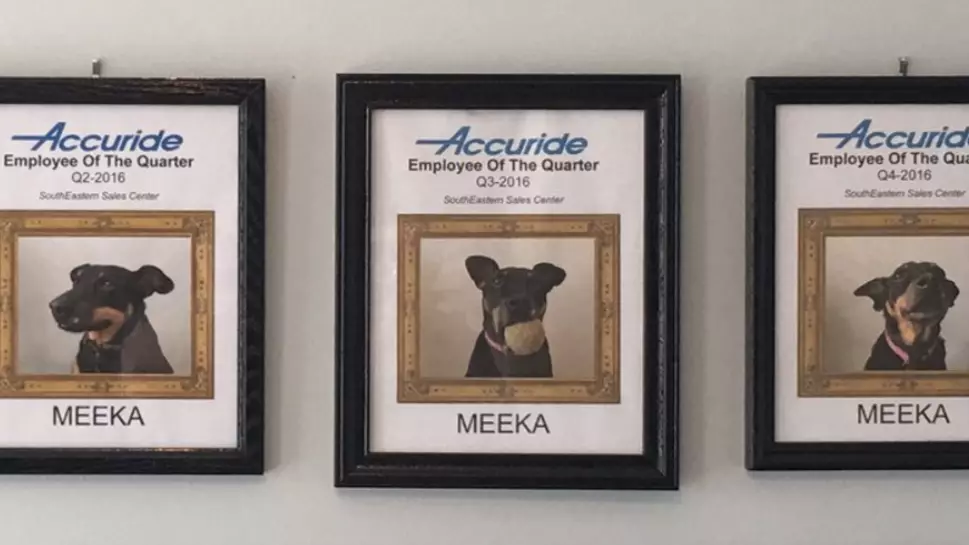 Guy Who Works From Home Continually Names Dog As Employee Of The Quarter