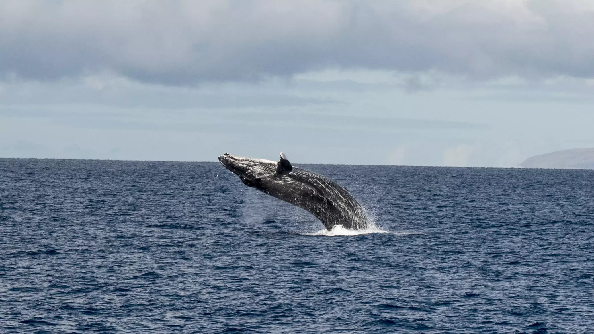 British Tourists Reveal How They Were Almost Crushed By A Humpback Whale
