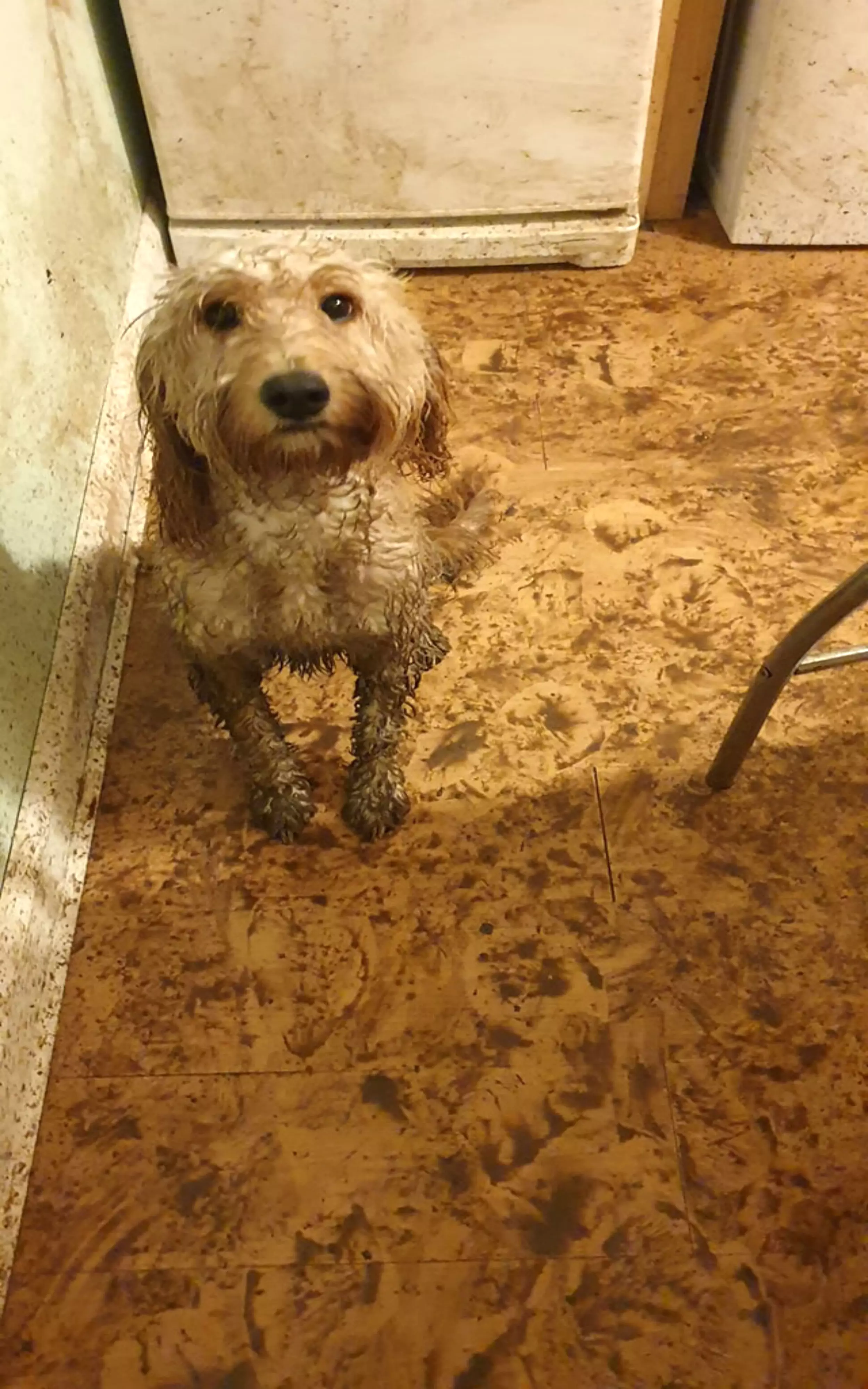 Maddie caked the kitchen in mud.