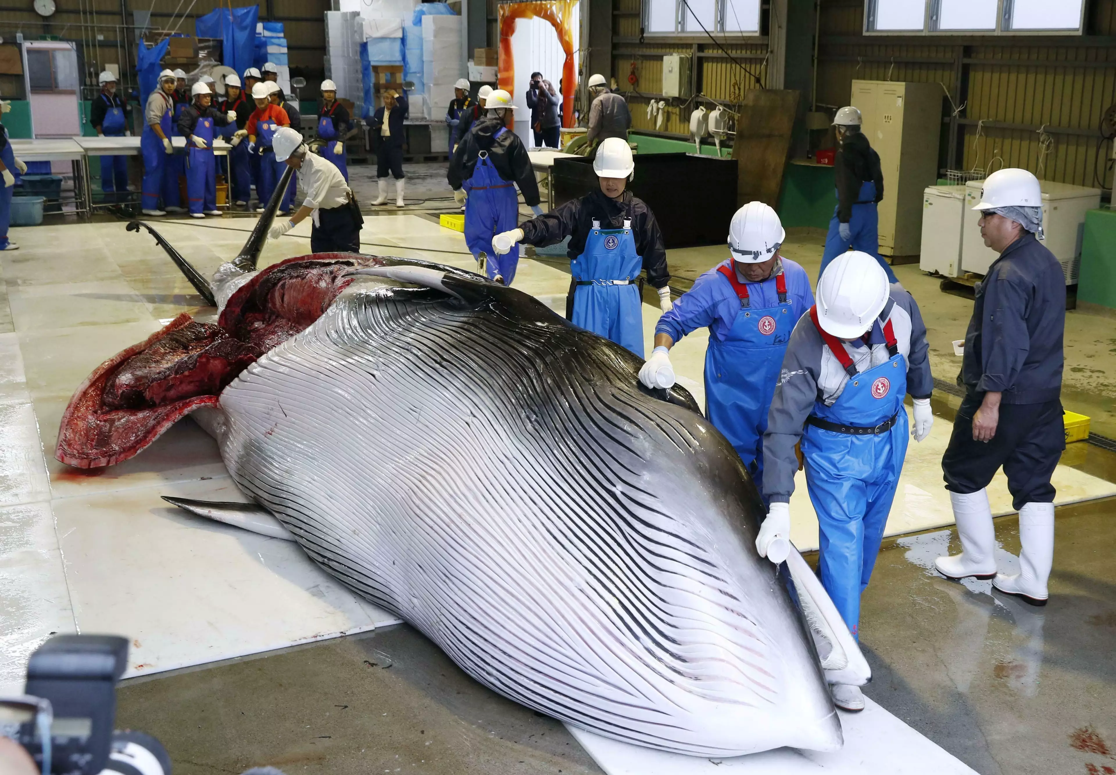 The country's six month notice to withdraw from the International Whaling Commission ended yesterday.