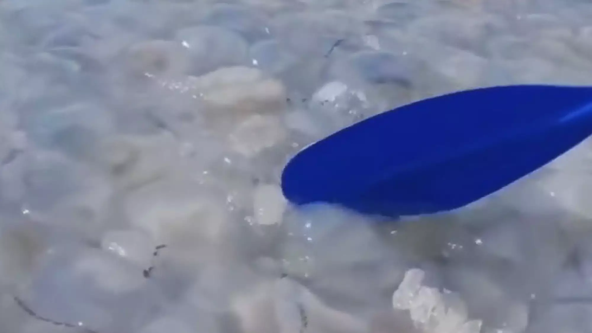 Canoeists Struggle To Paddle Through Waters Full Of Loads Of Jellyfish