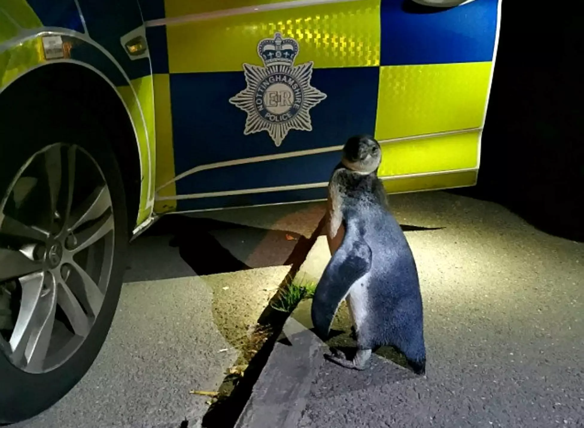 The police found the penguin wandering down a village street (